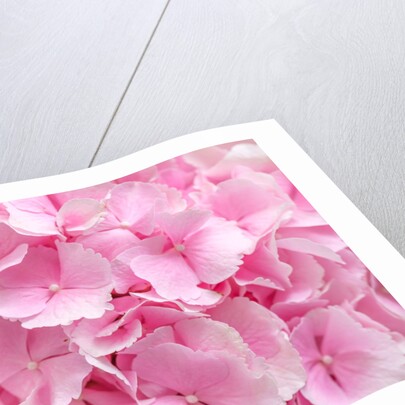 Flower bouquet by Assaf Frank